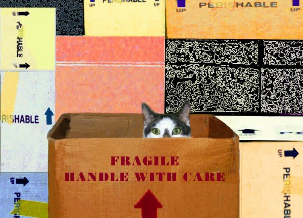 Roosevelt Island Cat Sitter Handle With Care © Deborah Julian